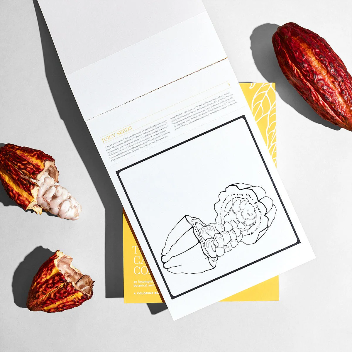 The Cacao Coloring Book By Dawn Dean - Image 5