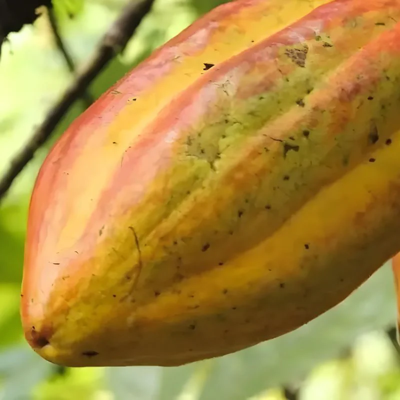 The Cacao Coloring Book By Dawn Dean - Image 7